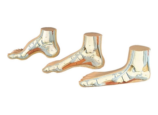 anatomisch-model-voet