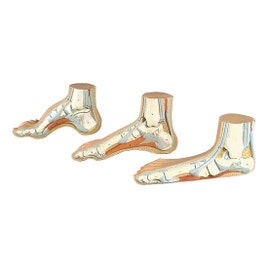 anatomisch-model-voet