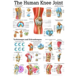 Poster R knie 70x100cm