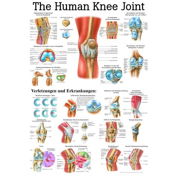 Poster R knie 70x100cm