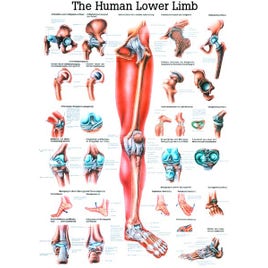 Poster R onder. extr. 70x100cm