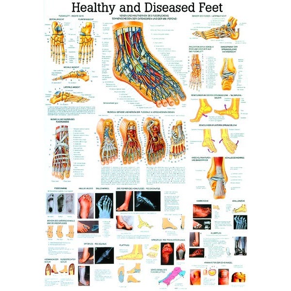 Poster R voet 70x100cm