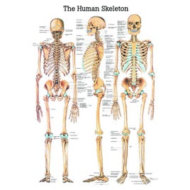 Poster Skelet