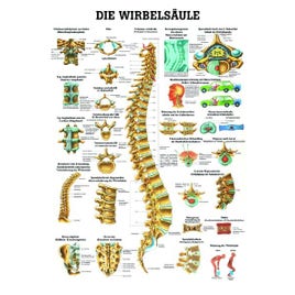 Poster Wervelkolom