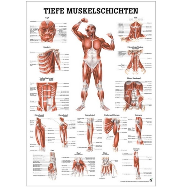 Poster Diepliggende spieren voorzijde lichaam