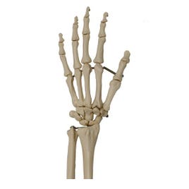 Skelet-Hand-A231