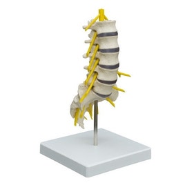 Skelet Lendewervels