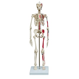 skelet-menselijk-lichaam-met-spieraanduiding-65-cm