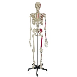 Skelet met spieraanduiding