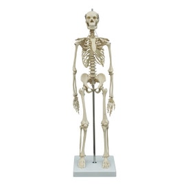 Skelet Menselijk lichaam 65 cm