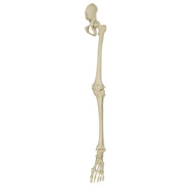 Skelet Been