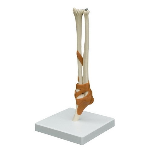 Skelet Ellebooggewricht