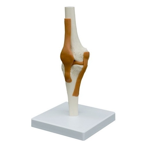 Skelet Kniegewricht