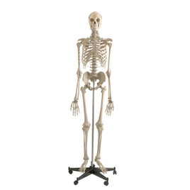 Skelet Menselijk lichaam 1.80 m