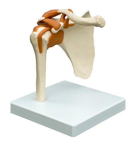 Skelet Schoudergewricht