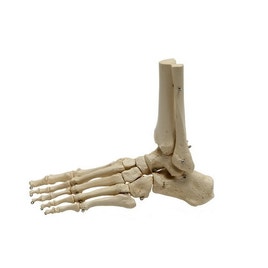 Skelet Voet